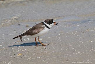 SEMI PALMATED PLOVER (Charadrius semipalmatus)