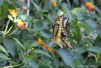 SWALLOWTAIL (Papilio cresphontes)