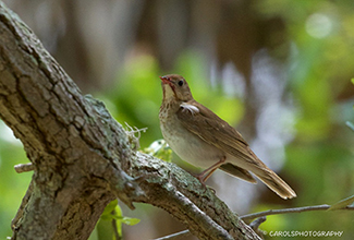 VEERY (Catharus fuscescens)