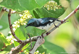 BLACK THROATED WARBLER (Setophaga caerulescens)