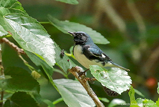 BLACK THROATED WARBLER (Setophaga caerulescens)