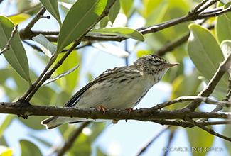 BLACKPOLE WARBLER (Dendroica striata)