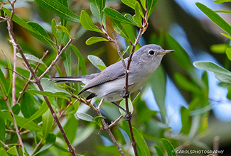 BLUE-GRAY GNATCHATCHER 2