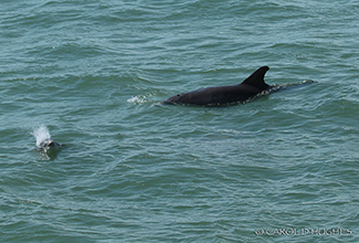 BOTTLE NOSE DOLPHIN - ADULT & JUNIOR (Tursiops)