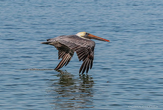 BROWN PELICAN (Pelecanus occidentalis)