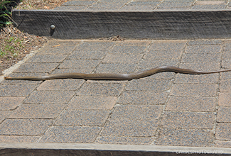 EASTERN BROWN SNAKE (Pseudonaja textilis)