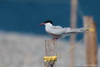 ARCTIC TERN (Sterna paradisaea)