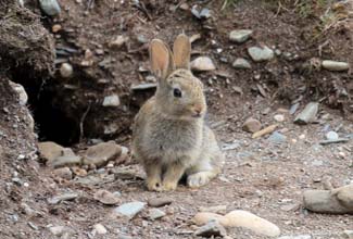 EUROPEAN RABBIT - Juv (Oryctolagus cuniculus)