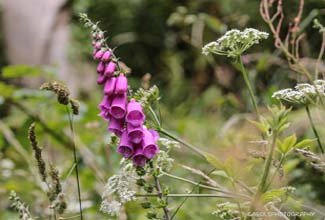 FOXGLOVE (Digitalis)