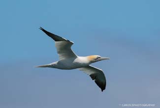 GANNET (Morus bassanus)
