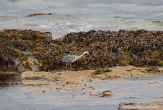 GREY HERON (Ardea cinerea)