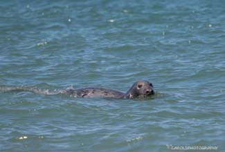 GREY SEAL (Halichoerus grypus)