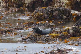 GREY SEAL (Halichoerus grypus)