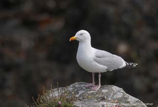 HERRING GULL (Larus argentatus)
