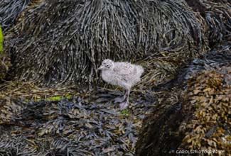 HERRING GULL CHICK (Larus argentatus)