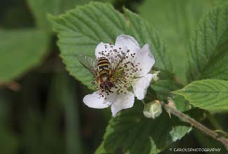 HOVERFLY (Syrphus ribesii)