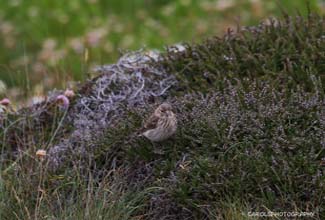LINNET - F (Linaria cannabina)