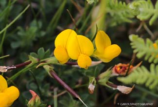 BIRD'S-FOOT TREFOIL (Lotus corniculatus)