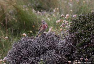 LINNET - M (Linaria cannabina)