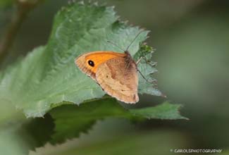 MEADOW BROWN (Maniola jurtina)