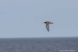 OYSTER CATCHER  (Haematopus ostralegus)