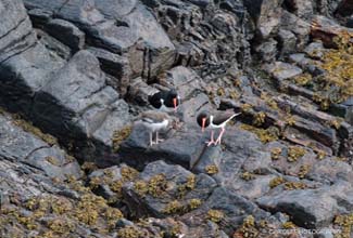 OYSTER CATCHER FAMILY (Haematopus ostralegus)