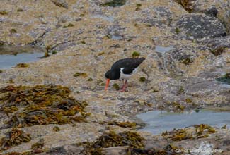OYSTER CATCHER (Haematopus ostralegus)