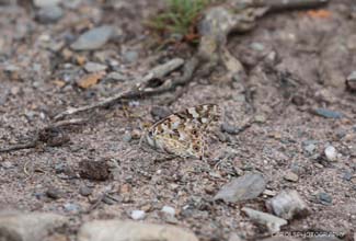 PAINTED LADY - underwing image ( Vanessa cardui)