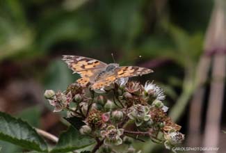 PAINTED LADY ( Vanessa cardui)