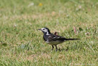 PIED WAGTAIL  (Motacilla alba)
