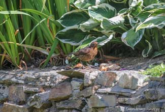 BLACKBIRD - Juv. (Turdus merula) 