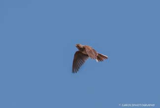 SKYLARK (Alauda arvensis)