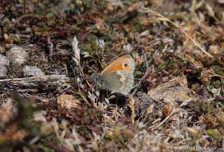 SMALL HEATH (Coenonympha pamphilus)