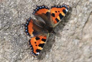 SMALL TORTOISESHELL (Aglais urticae)