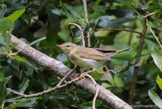 WILLOW WARBLER (Phylloscopus trochilus)
