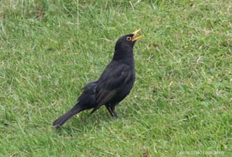 BLACKBIRD - MALE (Terdus merula)