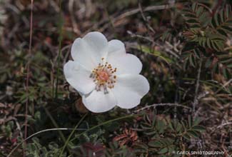BURNET ROSE (Rosa spinosissima)