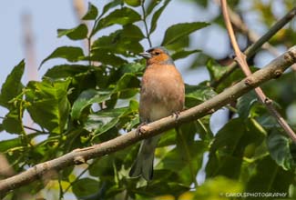 CHAFFINCH  (Fringilla coelebs)