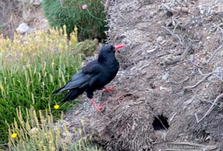 CHOUGH (Pyrrhocorax)