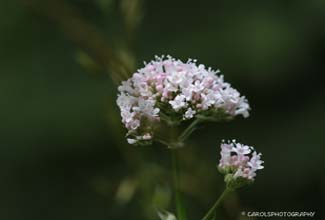 COMMON VALERIAN (Valeriana officinalis)