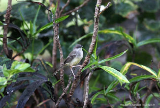 BAR-WINGED PRINIA (Prinia familiaris)