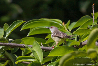 BAR-WINGED PRINIA (Prinia familiaris)