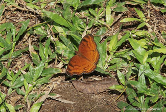 CHOCOLATE PANSY (Junonia iphita)