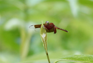 COMMON PARASOL (Neurothemis fluctuans)
