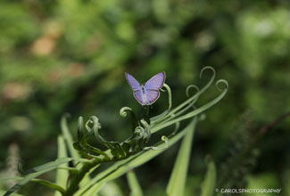 CYAD BLUE OR PLAINS CUPID (Chilades pandava pandava)