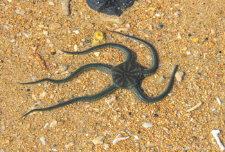 GREEN BRITTLE STARFISH (Ophiarachna incrassata)