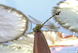 GREEN MARSH HAWK (Orthetrum sabina)