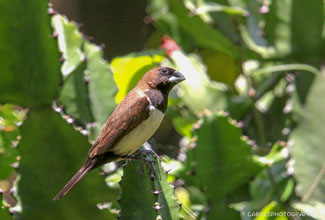 JAVA MUNIA (Lonchura leucogastroides)