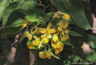 KOLOMONA (Senna surattensis)