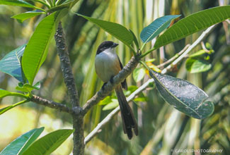 LONG-TAILED SHRIKE (Lanius schach)